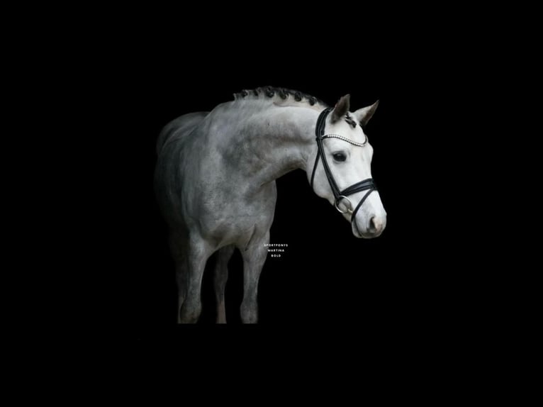 Poney de selle allemand Hongre 7 Ans 148 cm Gris in Recke, bei Osnabrück