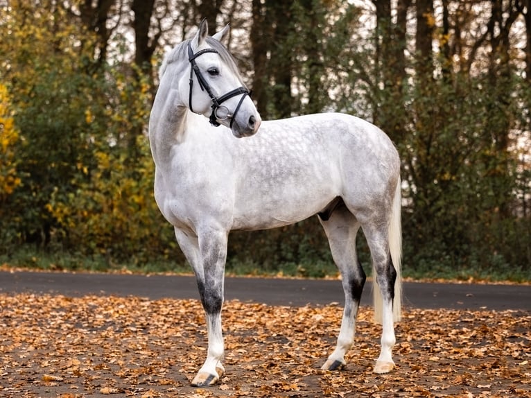 Poney de selle allemand Hongre 7 Ans 148 cm Gris in Ascheberg