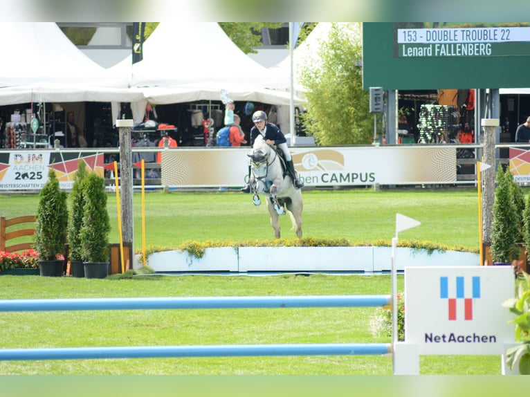 Poney de selle allemand Hongre 7 Ans 148 cm Gris in Ascheberg