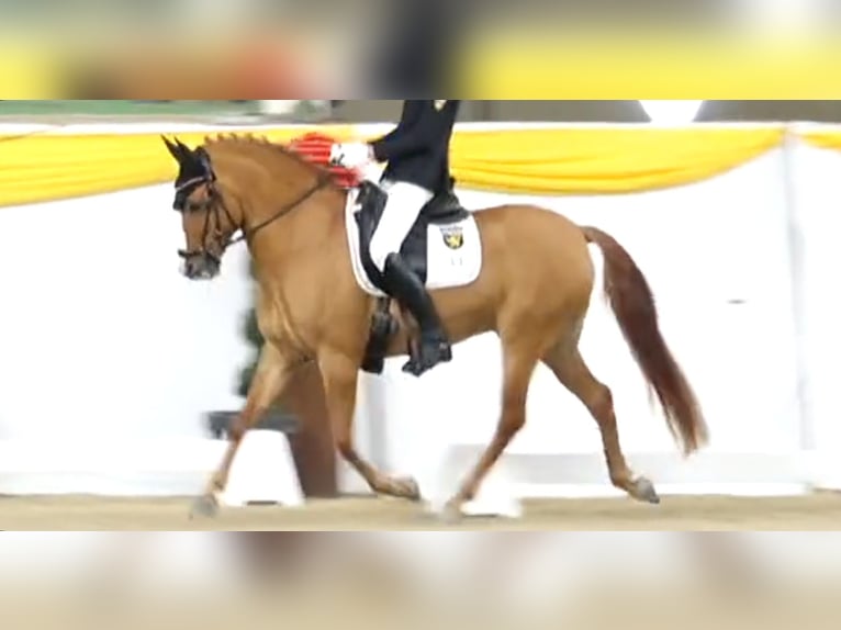 Poney de selle allemand Hongre 7 Ans 148 cm Isabelle in Rosenheim