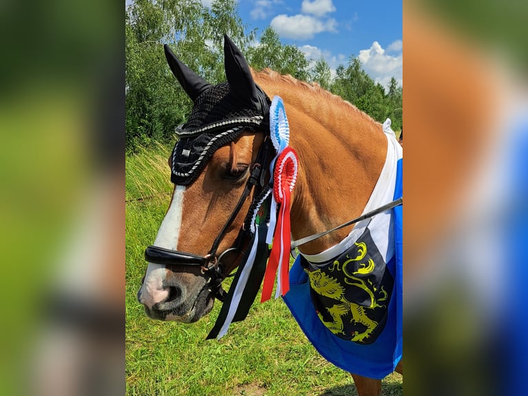 Poney de selle allemand Hongre 7 Ans 148 cm Isabelle in Rosenheim