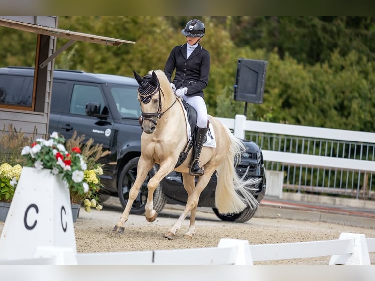 Poney de selle allemand Hongre 7 Ans 148 cm Palomino in Lengwil
