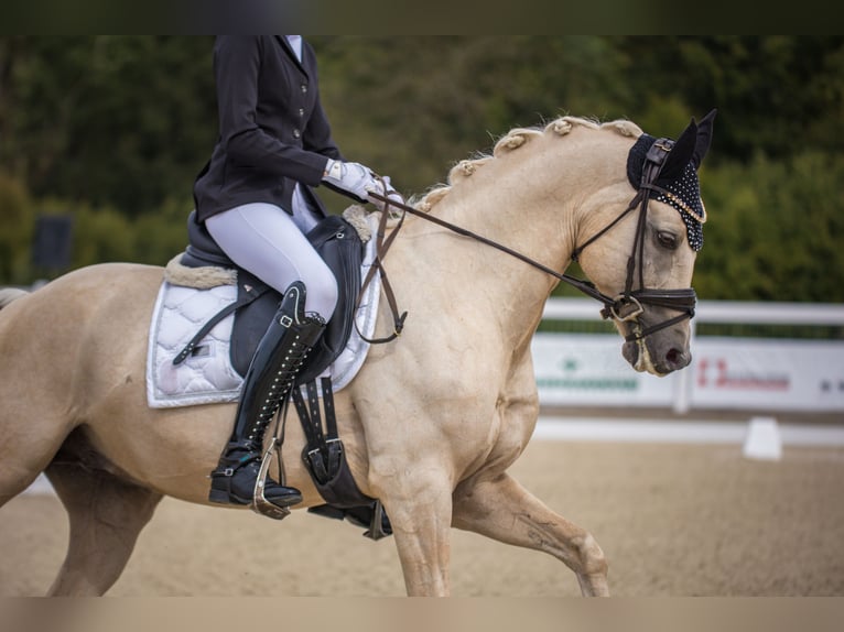 Poney de selle allemand Hongre 7 Ans 148 cm Palomino in Lengwil