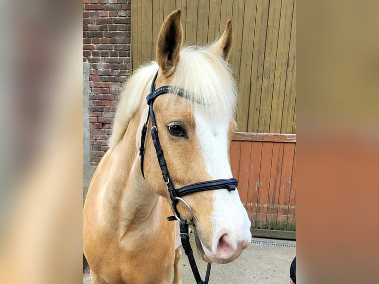 Poney de selle allemand Hongre 7 Ans 148 cm Palomino in Haltern am See