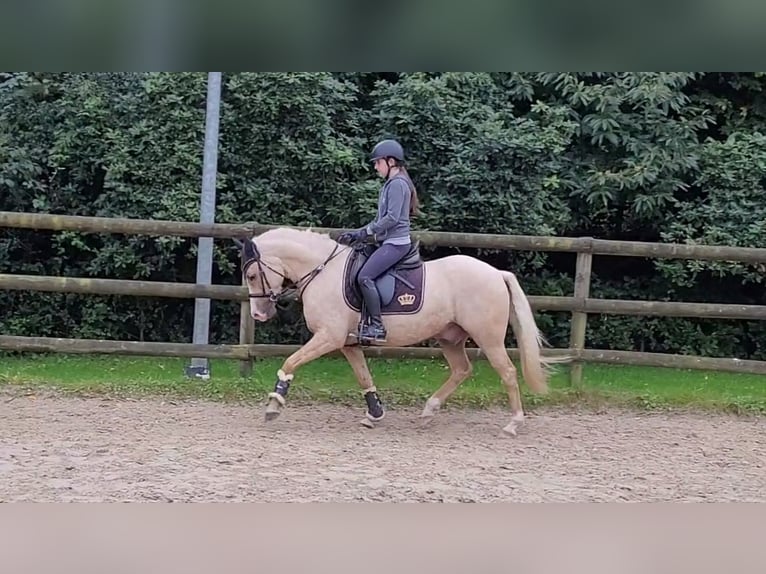 Poney de selle allemand Hongre 7 Ans 148 cm Palomino in Haltern am See