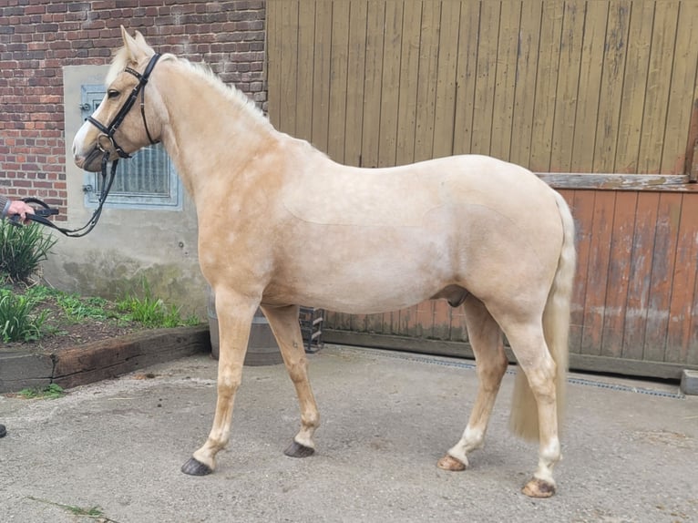 Poney de selle allemand Hongre 7 Ans 148 cm Palomino in Haltern am See