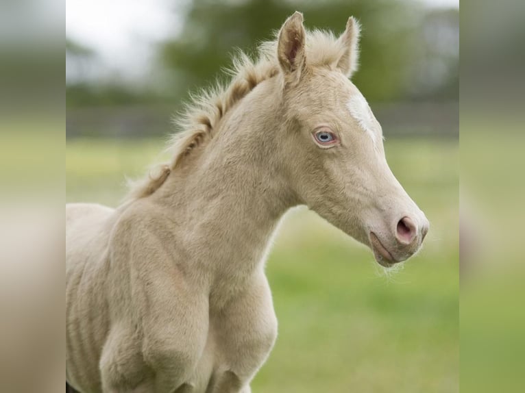 Poney de selle allemand Hongre 7 Ans 148 cm Perlino in Gemonde