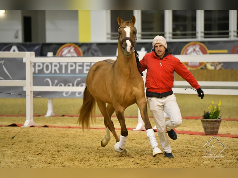 Poney de selle allemand Hongre 7 Ans 150 cm Alezan in Wien, Leopoldstadt