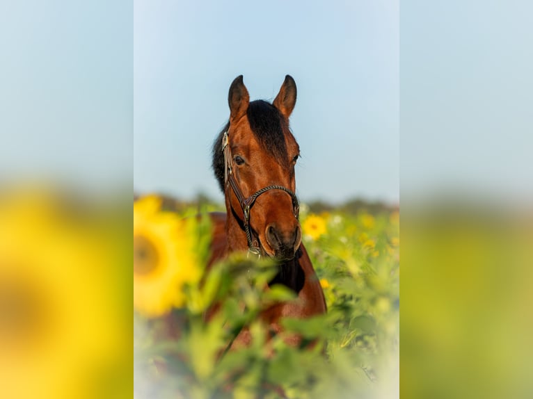 Poney de selle allemand Hongre 7 Ans 150 cm Bai in Dülmen