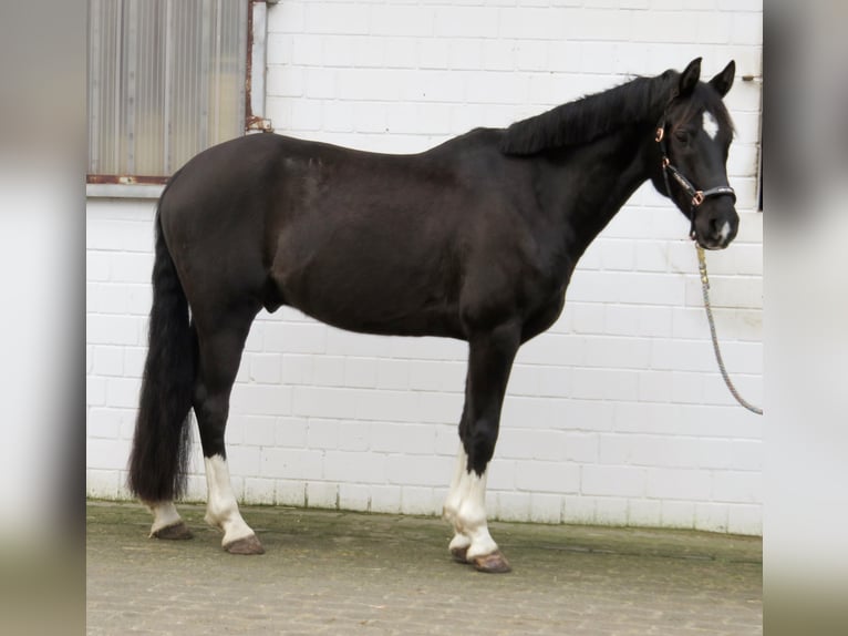 Poney de selle allemand Hongre 7 Ans 150 cm Noir in Winsen (Aller)