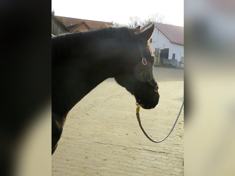 Poney de selle allemand Hongre 7 Ans 150 cm Noir in Winsen (Aller)