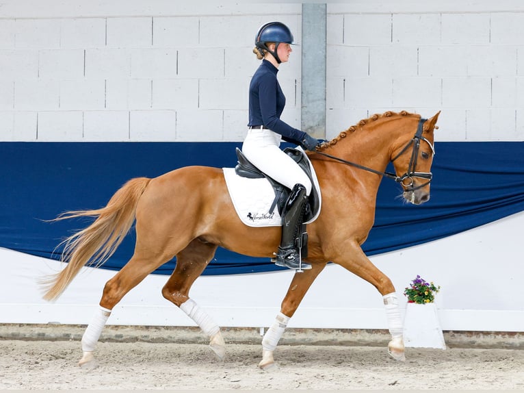 Poney de selle allemand Hongre 7 Ans 151 cm Alezan in Marsberg
