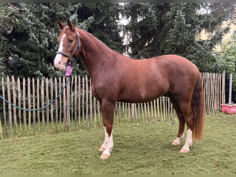 Poney de selle allemand Hongre 7 Ans 151 cm Alezan in NeuriedNeuried
