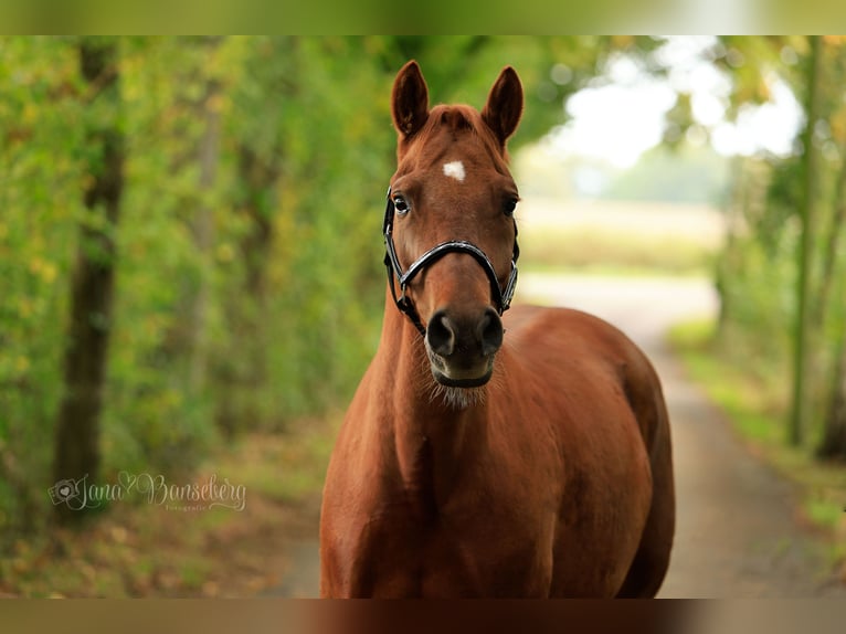 Poney de selle allemand Hongre 7 Ans 152 cm Alezan in Ahaus