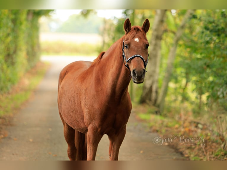 Poney de selle allemand Hongre 7 Ans 152 cm Alezan in Ahaus