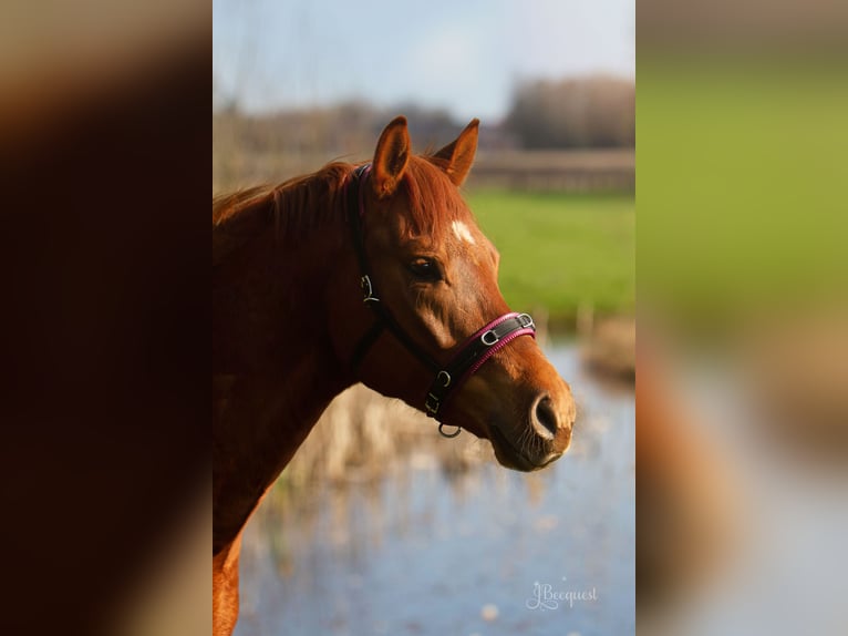 Poney de selle allemand Hongre 7 Ans 152 cm Alezan in Ahaus
