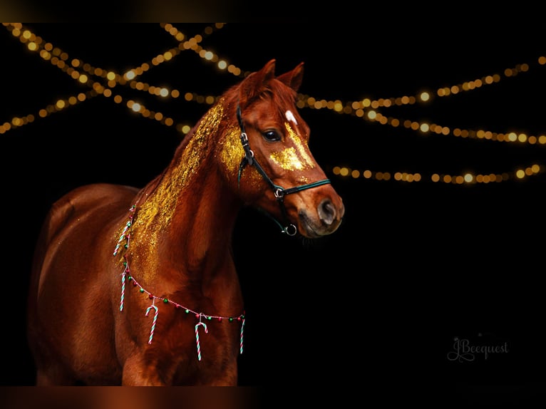 Poney de selle allemand Hongre 7 Ans 152 cm Alezan in Ahaus