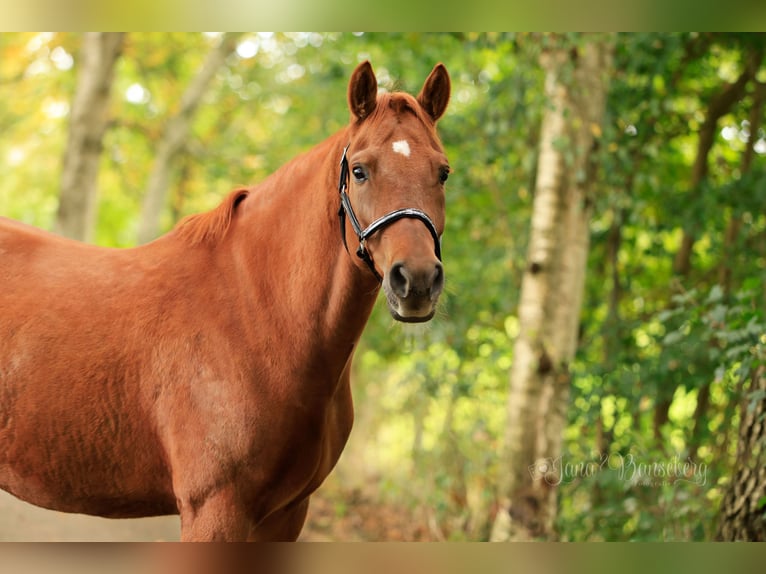 Poney de selle allemand Hongre 7 Ans 152 cm Alezan in Ahaus