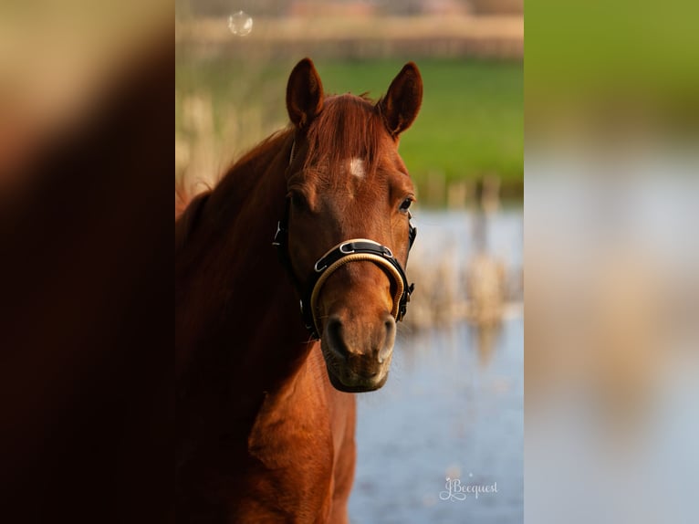 Poney de selle allemand Hongre 7 Ans 152 cm Alezan in Ahaus