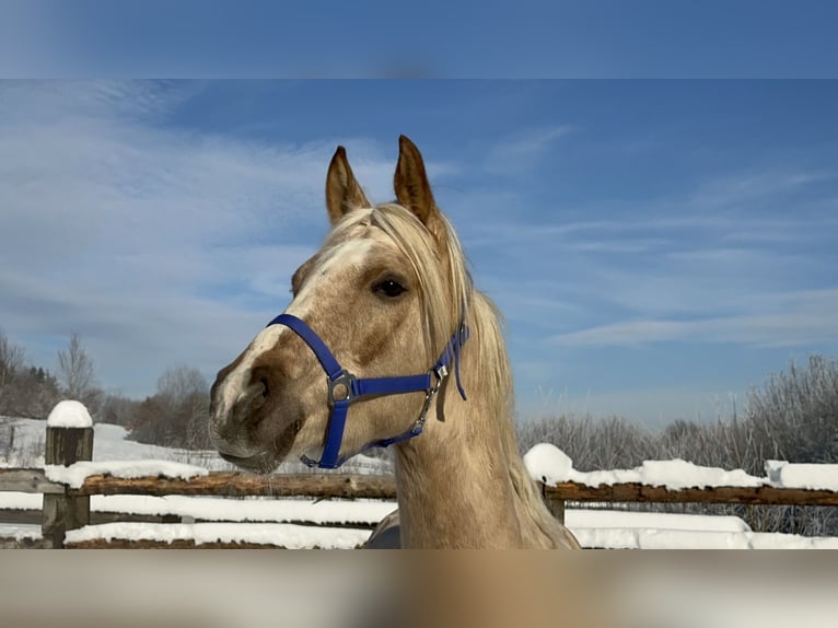 Poney de selle allemand Hongre 7 Ans 152 cm Palomino in Kreuztal