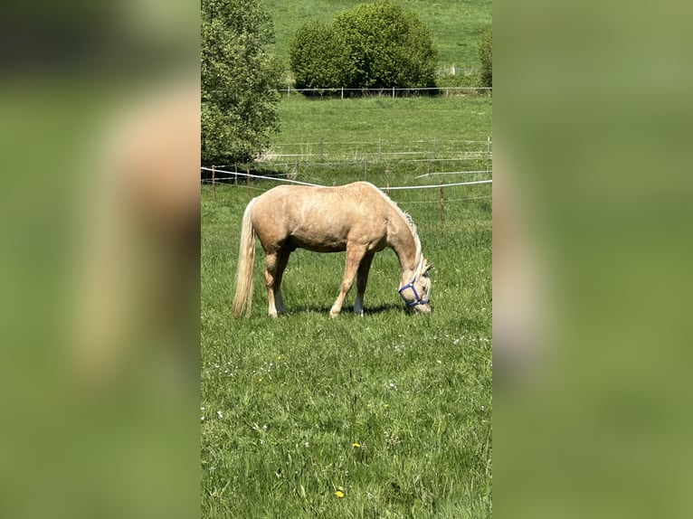 Poney de selle allemand Hongre 7 Ans 152 cm Palomino in Kreuztal