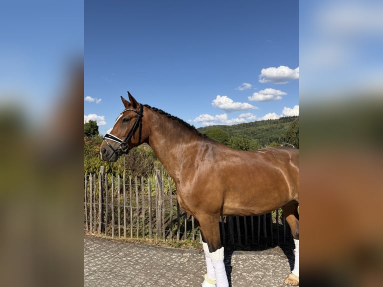 Poney de selle allemand Hongre 7 Ans 153 cm Bai brun in Haiger