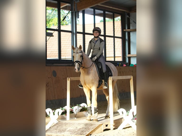 Poney de selle allemand Hongre 7 Ans 153 cm Palomino in Martfeld
