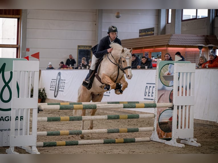 Poney de selle allemand Hongre 7 Ans 153 cm Palomino in Rodewald