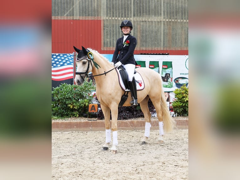 Poney de selle allemand Hongre 7 Ans 153 cm Palomino in Stuhr