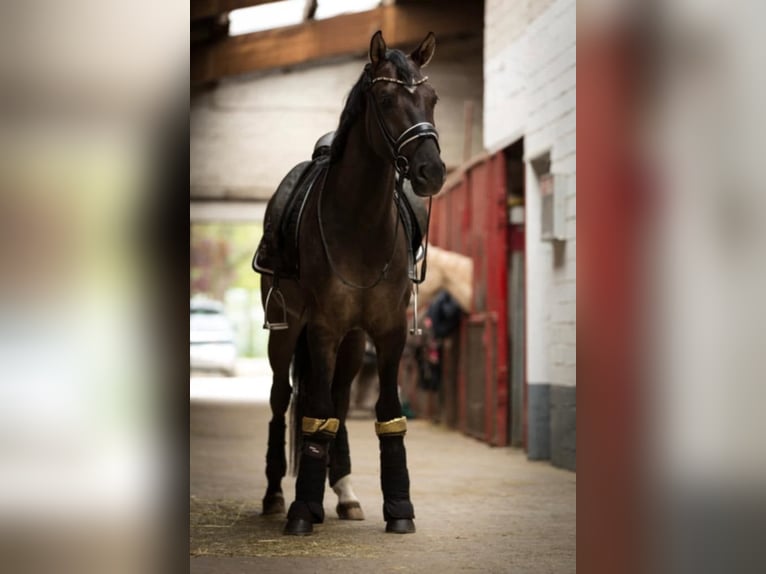 Poney de selle allemand Hongre 7 Ans 154 cm in Crailsheim
