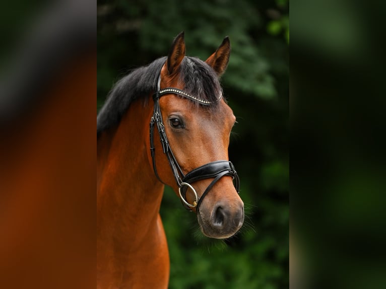 Poney de selle allemand Hongre 7 Ans 155 cm Bai in Westerstede
