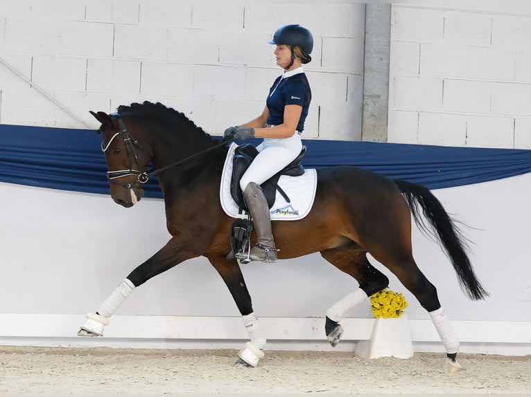 Poney de selle allemand Hongre 7 Ans Bai brun in Marsberg