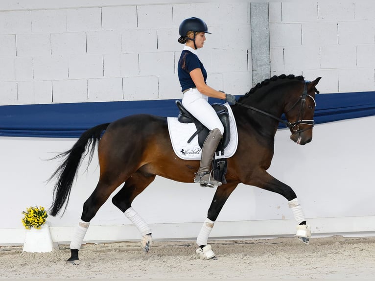 Poney de selle allemand Hongre 7 Ans Bai brun in Marsberg