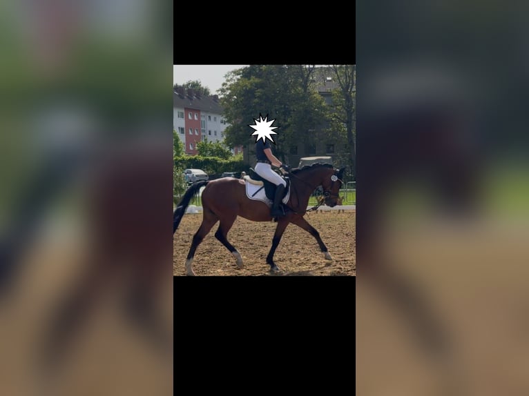 Poney de selle allemand Hongre 7 Ans Bai in Ratingen