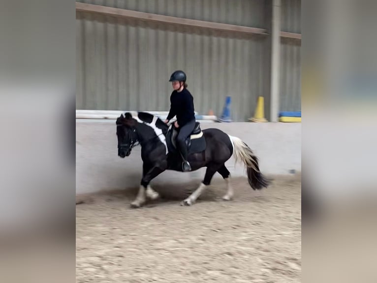 Poney de selle allemand Croisé Hongre 8 Ans 132 cm Pinto in W&#xFC;rzburg