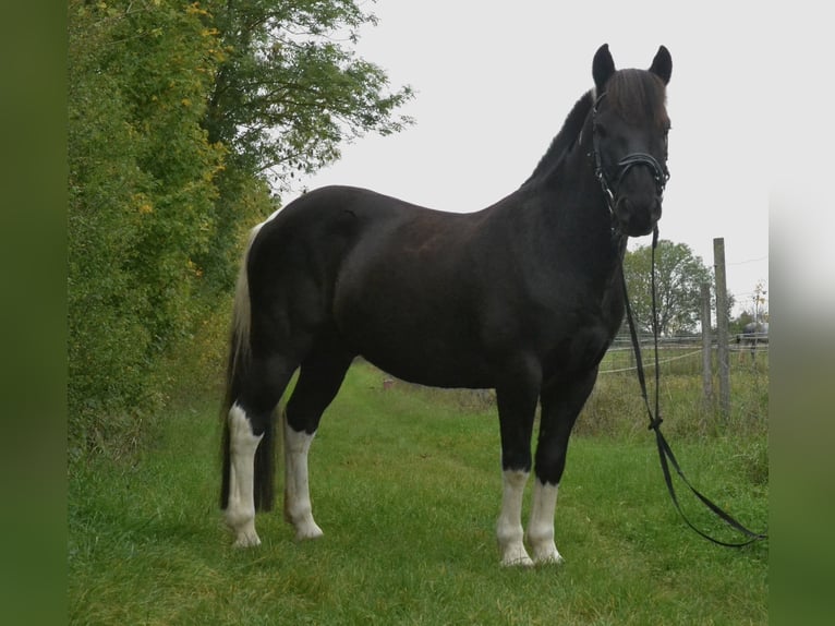 Poney de selle allemand Croisé Hongre 8 Ans 132 cm Pinto in W&#xFC;rzburg