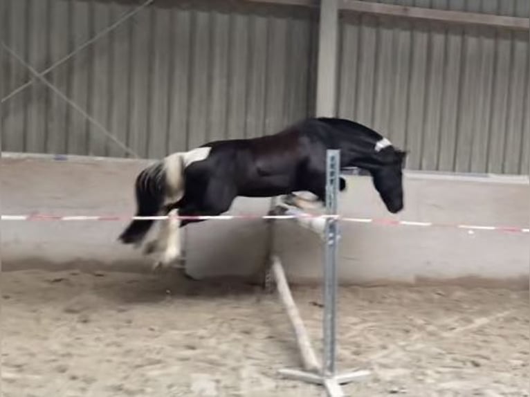 Poney de selle allemand Croisé Hongre 8 Ans 132 cm Pinto in W&#xFC;rzburg