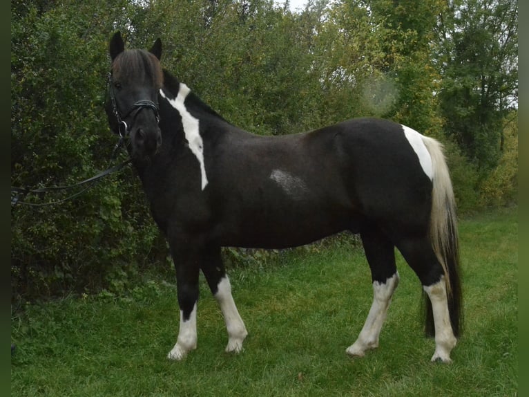 Poney de selle allemand Croisé Hongre 8 Ans 132 cm Pinto in W&#xFC;rzburg