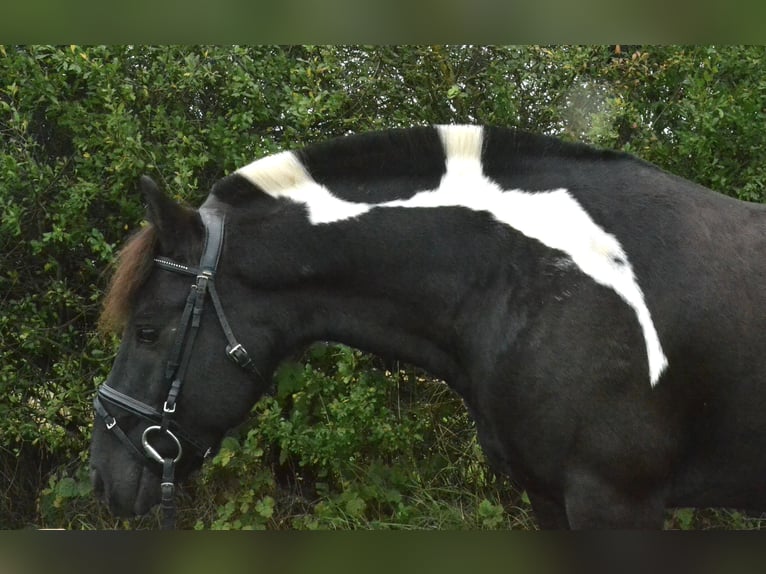 Poney de selle allemand Croisé Hongre 8 Ans 132 cm Pinto in W&#xFC;rzburg