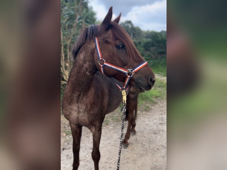 Poney de selle allemand Hongre 8 Ans 140 cm Aubère in Schönkirchen