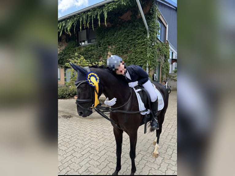 Poney de selle allemand Hongre 8 Ans 140 cm Noir in Rosdorf