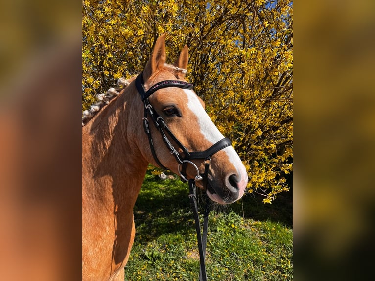 Poney de selle allemand Hongre 8 Ans 142 cm Palomino in Teningen