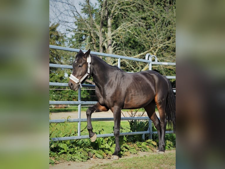 Poney de selle allemand Hongre 8 Ans 143 cm Bai brun foncé in Karlsruhe