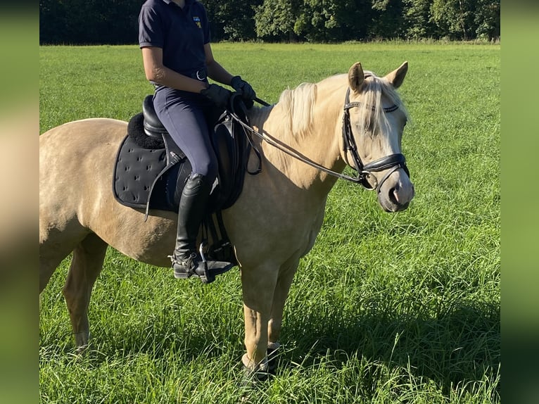 Poney de selle allemand Hongre 8 Ans 143 cm Palomino in M&#xFC;nchen