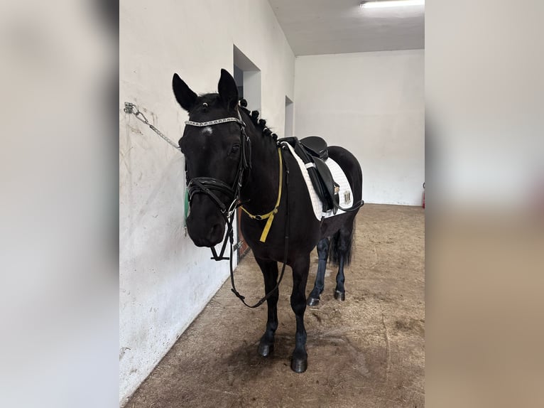 Poney de selle allemand Hongre 8 Ans 144 cm Noir in Vorbeck
