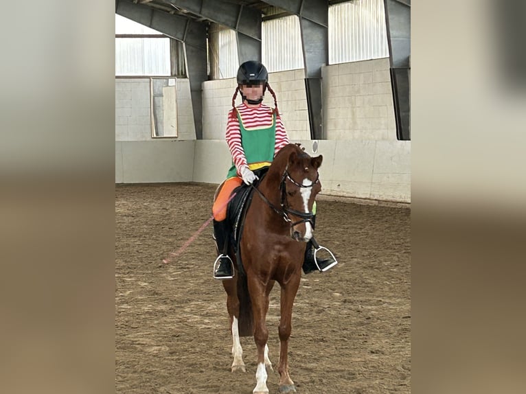 Poney de selle allemand Hongre 8 Ans 145 cm Alezan in Melle