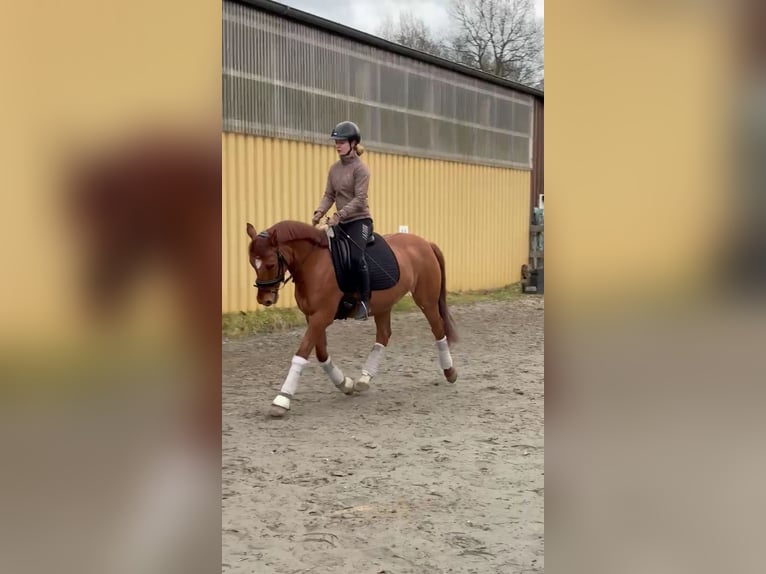 Poney de selle allemand Hongre 8 Ans 145 cm Alezan dun in Siezbüttel