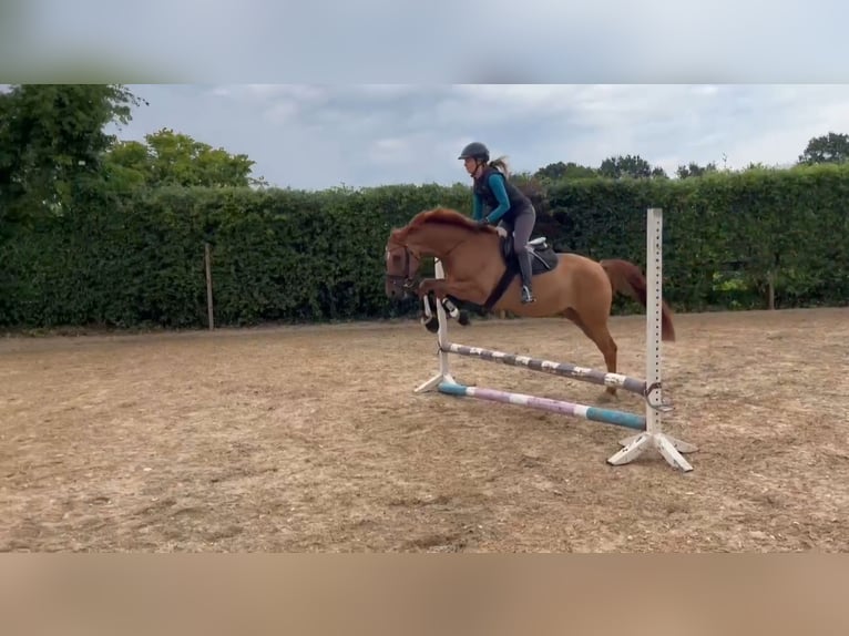 Poney de selle allemand Hongre 8 Ans 145 cm Alezan dun in Siezbüttel