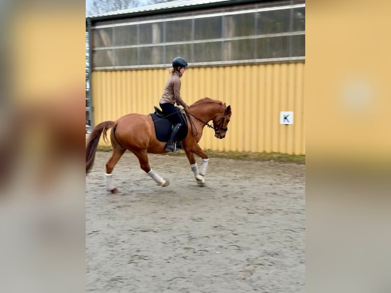 Poney de selle allemand Hongre 8 Ans 145 cm Alezan dun in Siezbüttel