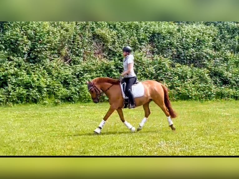 Poney de selle allemand Hongre 8 Ans 145 cm Alezan dun in Siezbüttel